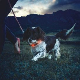 Nite Ize Nite Ize NiteDawg LED -panta, S-koko, Oranssi